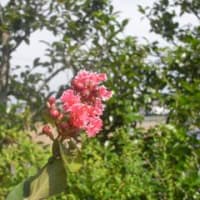 左近の「百日紅」