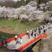 満開の鶴ヶ城の桜