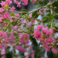 散歩道　サルスベリの花たち　　　25