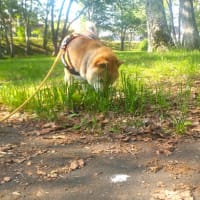最近の笑吉🐾