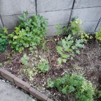 【　草取り　】