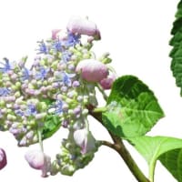 暑い、６月もおわりかあ～