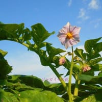 ＜我が家の菜園515＞　ジャガイモの試し掘り