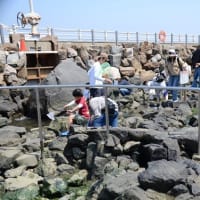 江の島・さざえ島