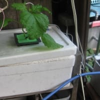 大葉の水耕栽培