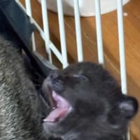 仔猫さん達