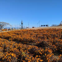 早稲田の杜ウォーキング