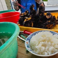 第8回ウニ漁
