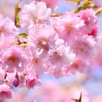 立夏…有珠善光寺の桜