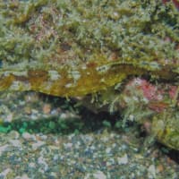 石橋最新生物事情2025/06/23[w/pics]