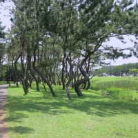 辻堂海浜公園散策