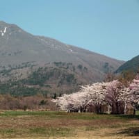 福島桜巡り　磐梯山牧場の桜並木　その２