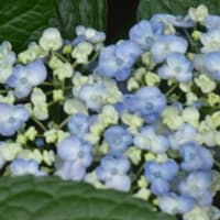 花　アジサイ