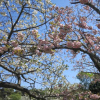 花見散歩～横浜三ツ公園