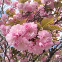 17/Apr 矢車菊と芝桜とカンザンとカワセミと婚姻色のコサギ