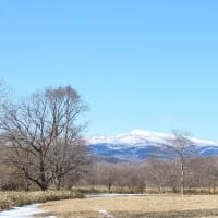 今年もウヨロ川にサケの稚魚が