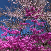 もうすぐ春が来る
