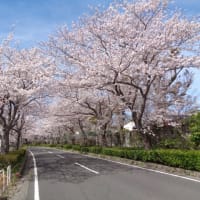 2022年4月7日小倉南区の紫側の桜です。4月1日に写真撮りに行きました。