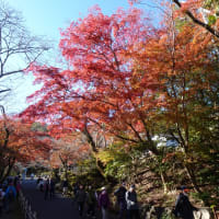大津なぎさウォーク「新しい紅葉の場所を探して」〜滋賀県ウォーキング協会例会
