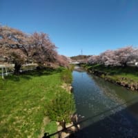 太平川の桜2024
