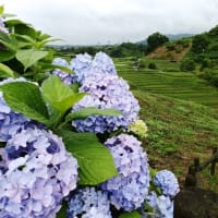 今日は「奇跡的な夏至」