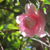 宇治市植物公園でお花見！Part.2～椿・つばき・ツバキ