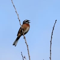 05/11探鳥記録写真-2：はまゆう公園の鳥たち（ウグイス、ホオジロ、ムクドリ、カワラヒワ、メジロ、）