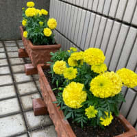 ランチは冷やし中華と庭の花