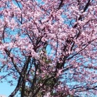 桜、咲きました～♪