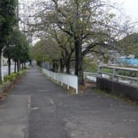 2024神奈川河川ﾎﾟﾀﾘﾝｸﾞ『玉川』④宮の御所橋～通案橋 厚木の郊外へ