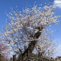 桜と畑の4月の土日