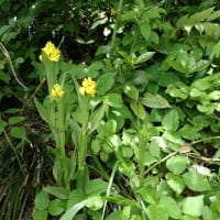 花とともに花立峠・長工新道・枡形山・萱峠①　2025/06/06
