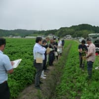 加工用ばれいしょの生育を確認！石巻地域現地検討会を開催