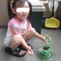 アサガオ☆