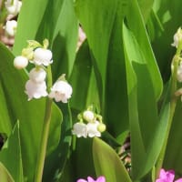 林檎　芝桜　すずらん　入笠山