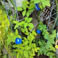 バタフライピーの花