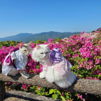 ツツジ撮影行ったわ