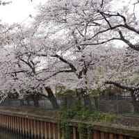 伝右川沿いの桜
