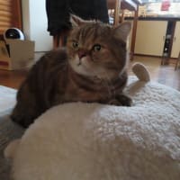 羊のクッションでふみふみ(＊'▽')