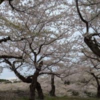 5月の五稜郭公園　2025