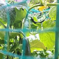 キュウリの収穫・　お父さん入院しました　２５．６/５