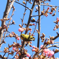 河津桜が咲き始めました。