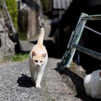 九州F島の猫たち　2025年4月　その14