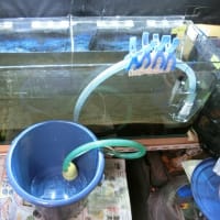 90cm水槽・6年ぶりにフルリセット (;^ω^)