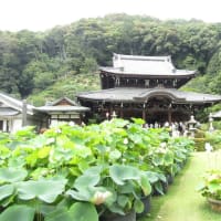 青龍で行く宇治・風鈴まつり