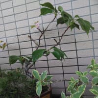 🌸未曾有か…🌸