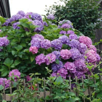散歩に行けませぬ
