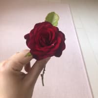 赤いバラが開花しました♡