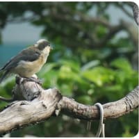ヤマガラの幼鳥