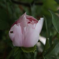 牡丹の蕾から咲き始めの頃2